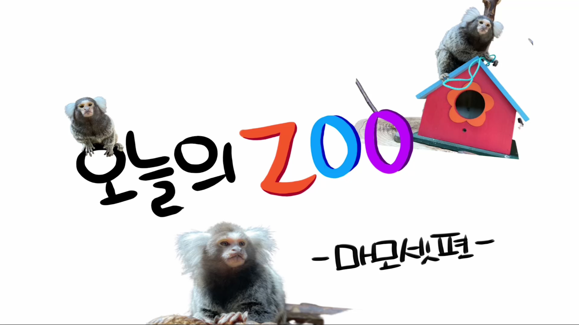 [오늘의 ZOO] 5월 마모셋편 사진